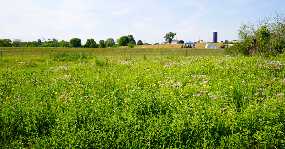 Field at Carver Farm, Lincoln University of Missouri, with vibrant wildflowers and greenery in the foreground and farm buildings in the background.