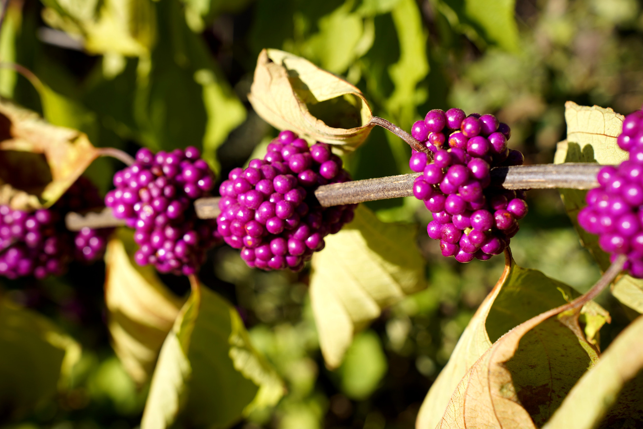 Callicarpa americana / American beautyberry on LU campus