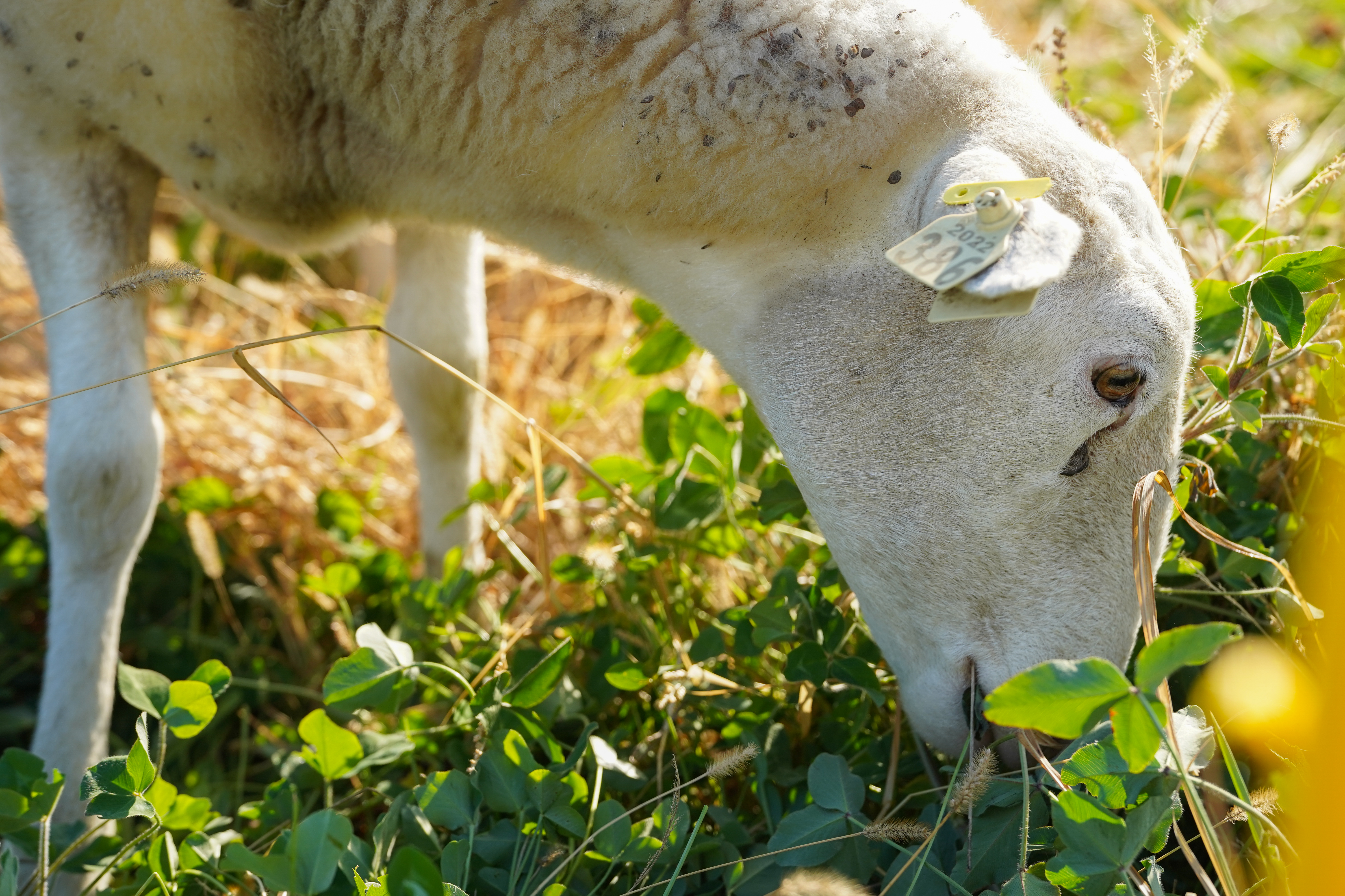 A sheep grazes peacefully, demonstrating the benefits of regenerative grazing practices that promote soil health and sustainable forage growth.