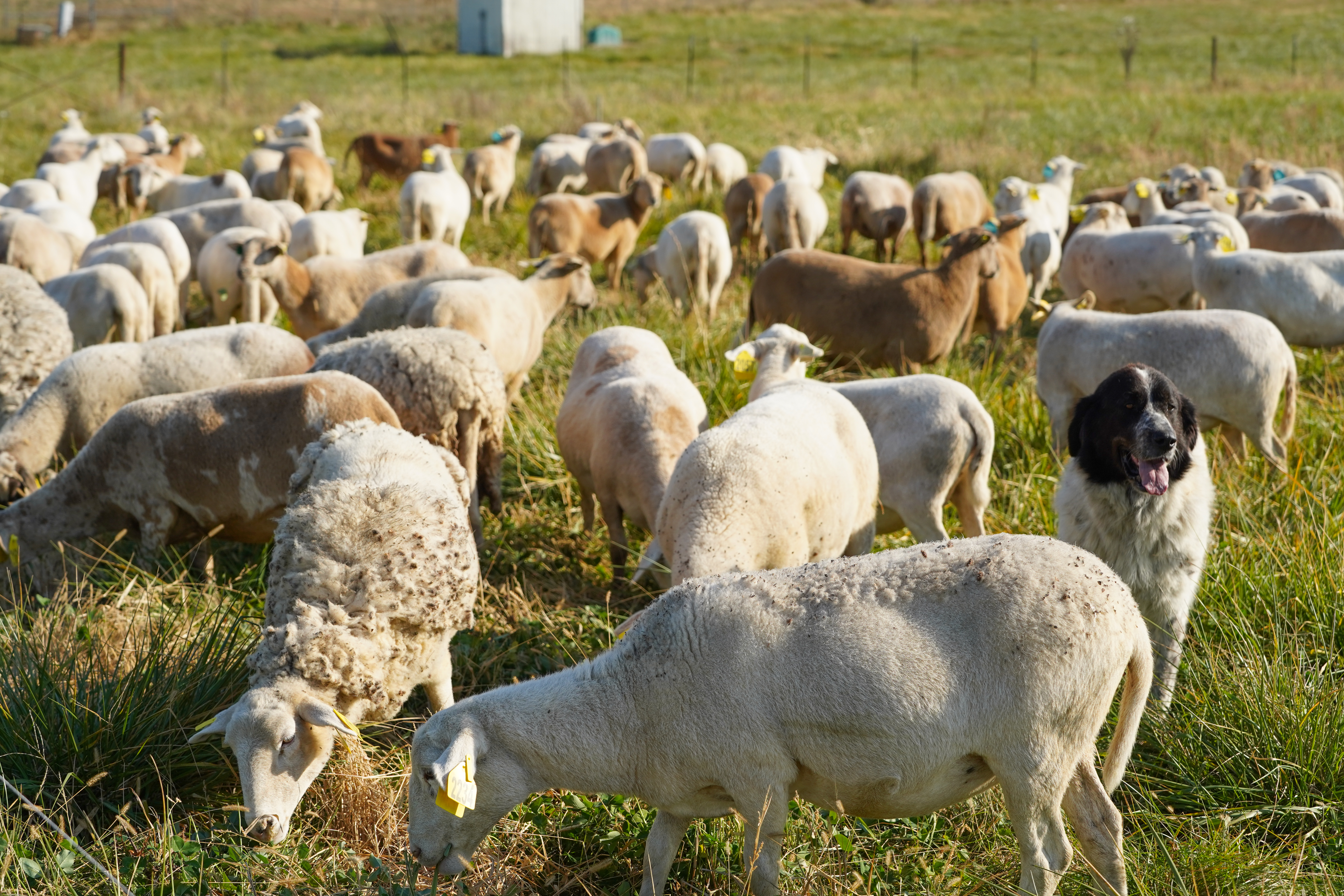 A flock of sheep grazes across the pasture, showcasing how managed grazing supports ecosystem balance and pasture vitality.