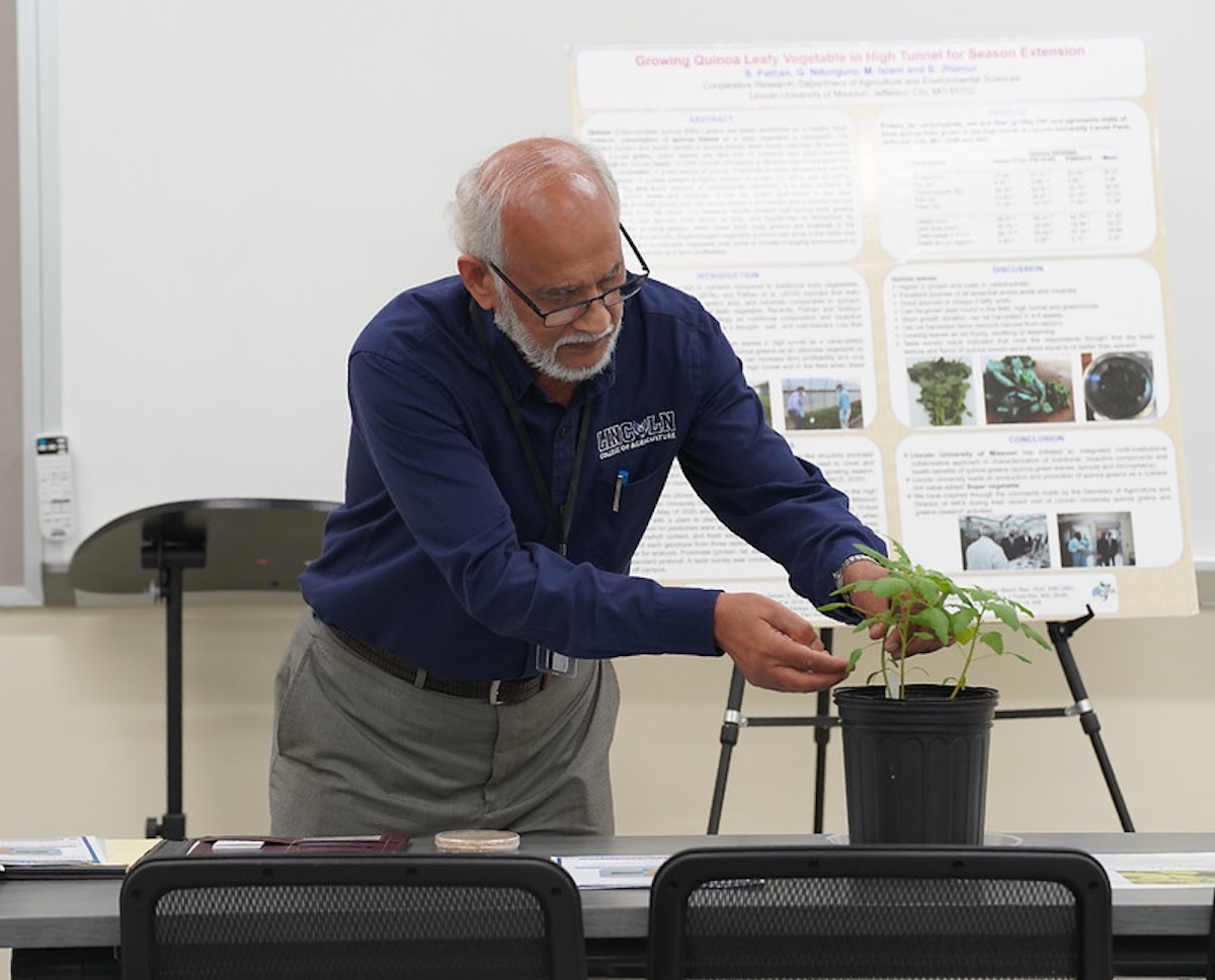 An older man with a white beard and glasses, wearing a navy blue Lincoln University College of Agriculture shirt, examines a potted plant during a classroom presentation. Behind him, a research poster titled "Growing Quinoa Leafy Vegetable in High Tunnel for Season Extension" is displayed on a whiteboard.