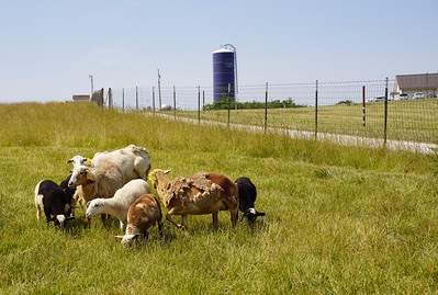 A group of sheep graze on a grassy field near a wire fence, with a large silo in the background under a clear sky.