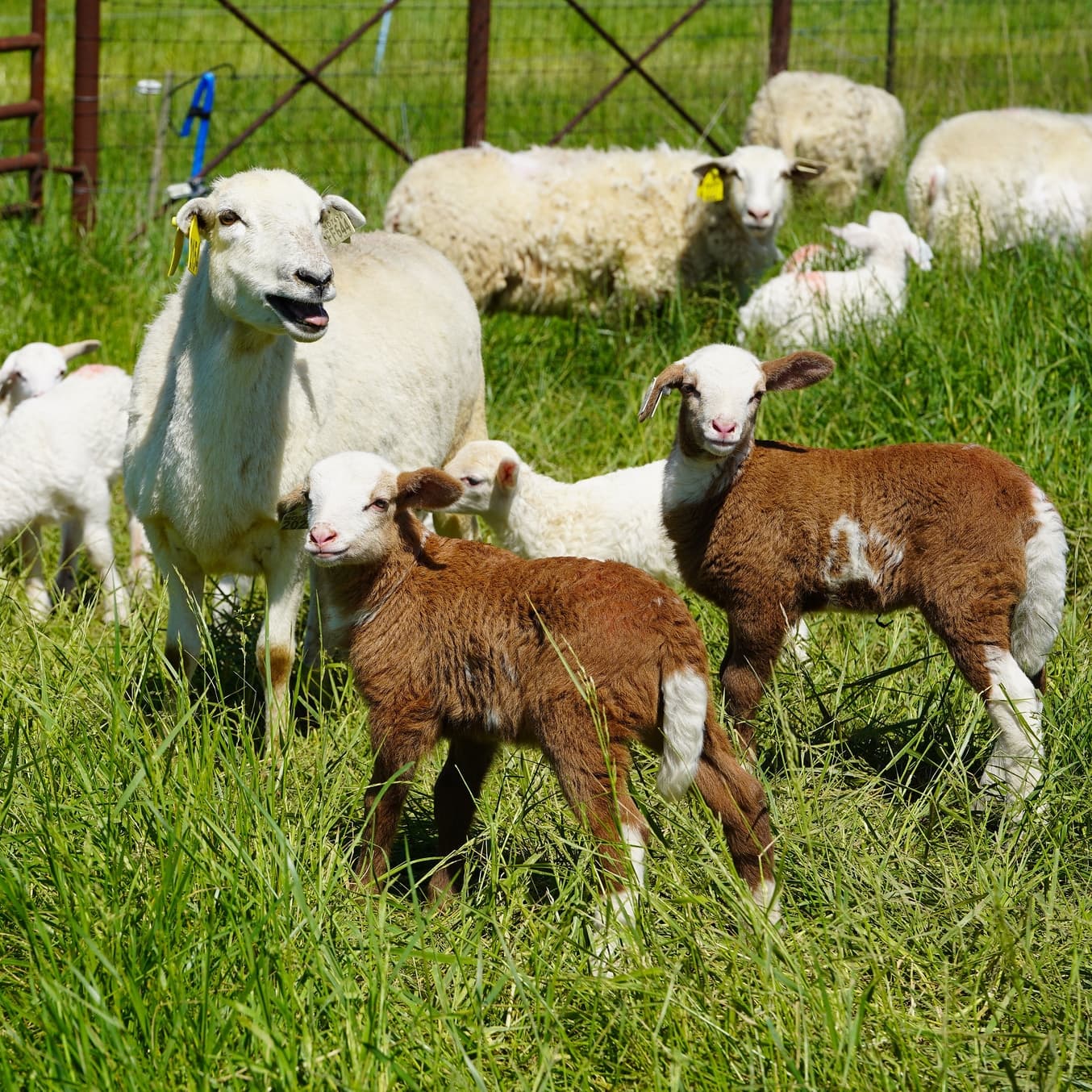 Sheep studied through Lincoln University of Missouri Cooperative Research Animal Science program