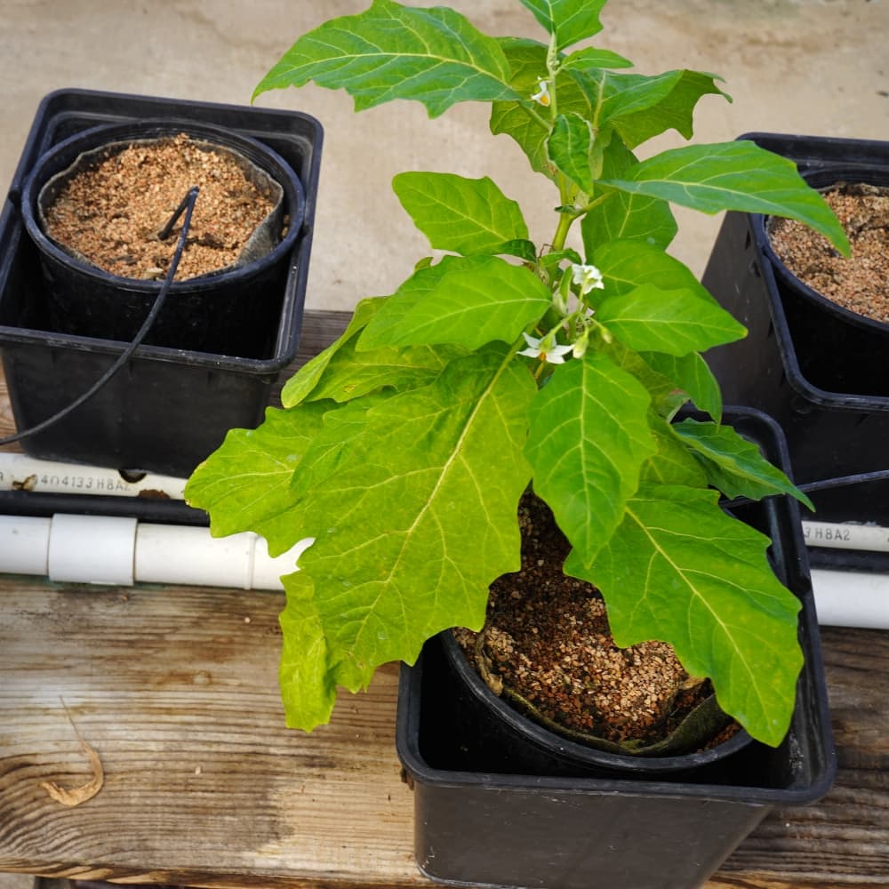 Example of a hydroponic system used for growing plants without soil within Cooperative Research. 