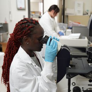 A Lincoln CAEHS student uses a microscope in a lab