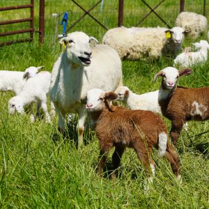 A mother sheep with lambs graze as part of Lincoln University's agriculture program