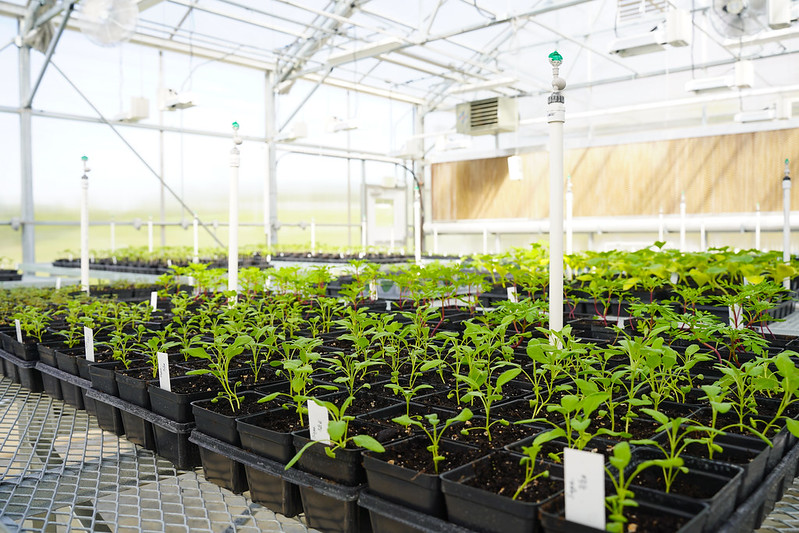 Greenhouse of starter plants at Lincoln University of Missouri