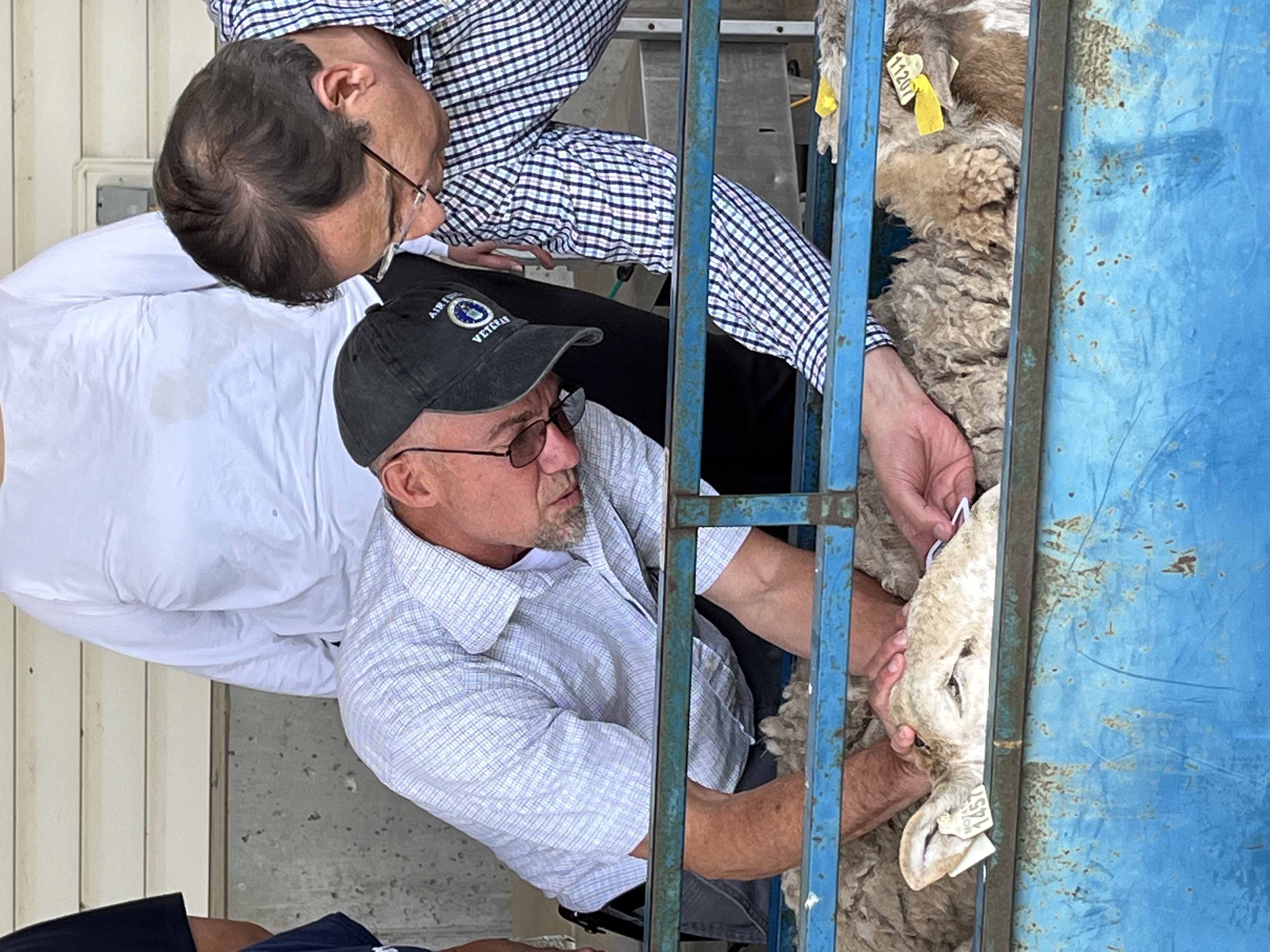 Assistant Professor and Small Ruminant Extension State Specialist & Research Homero Salinas, Ph.D., helps attendee assess sheep health using FAMACHA method