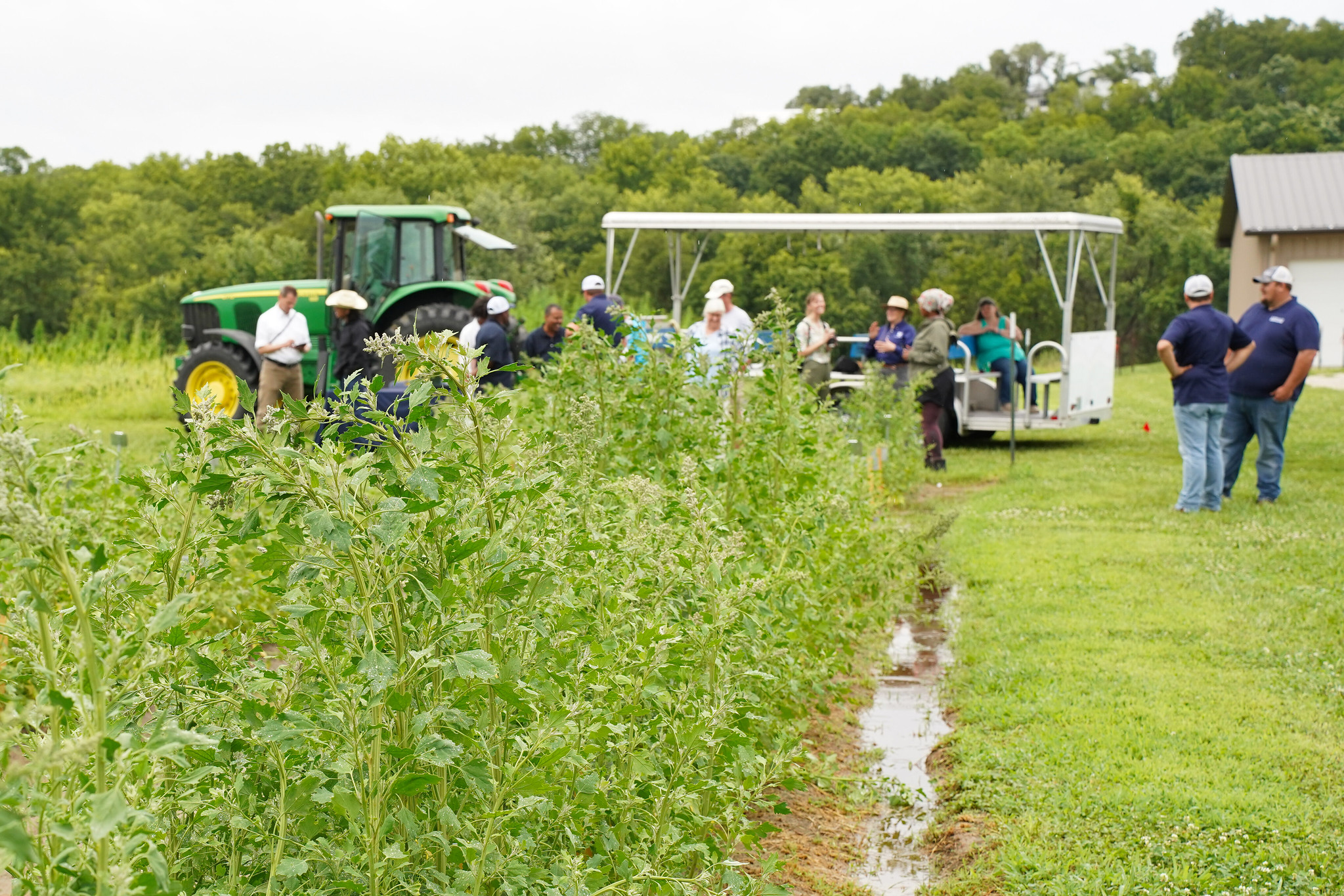 Attendees enjoy a trolley ride to the quinoa fields, where they interact with the plant firsthand. 