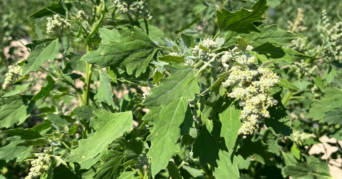 Discover the future of sustainable agriculture at Lincoln University's Quinoa Field Day on July 16, 2024, featuring immersive field tours and expert insights.