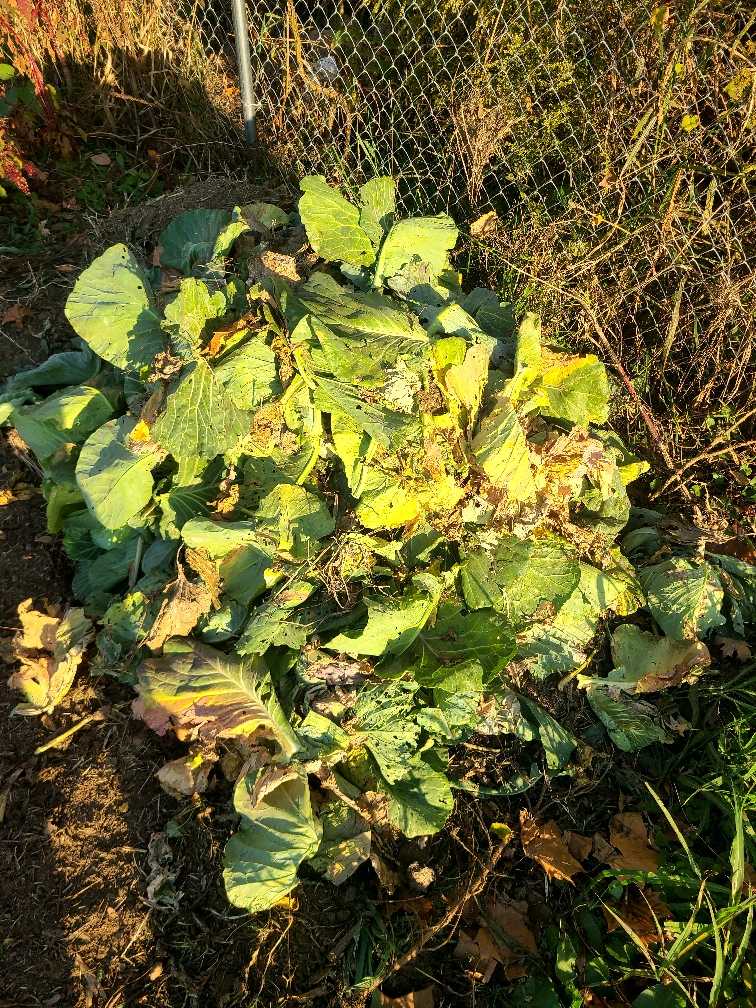 Collected pile of damaged and diseased leaves removed by Maurice Theriot and his team to safeguard crop health and prevent further spread of pests and disease.