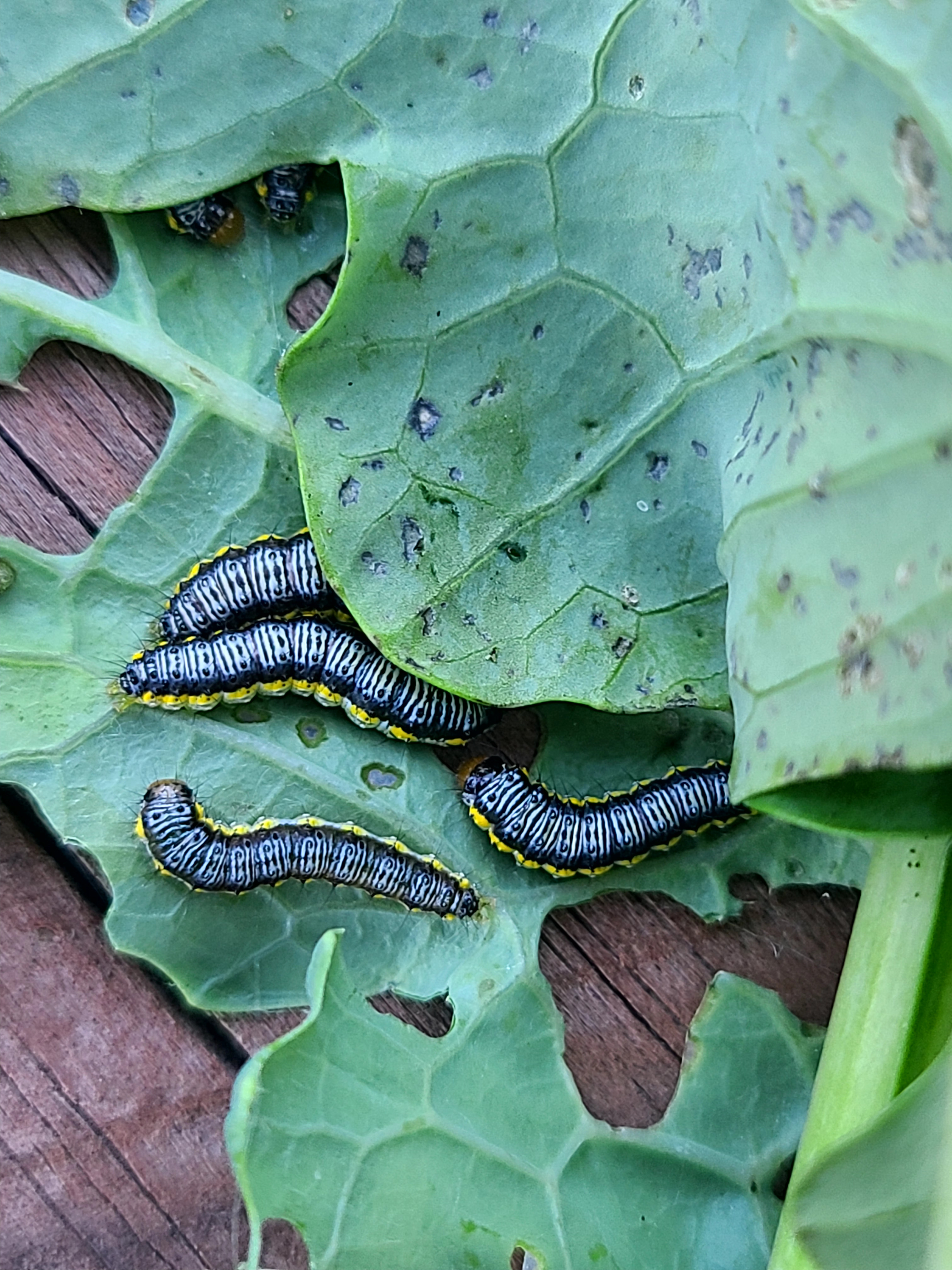 Cross-striped cabbageworm larvae, one of the three pests that caused significant damage to crops on South Side Farms. 