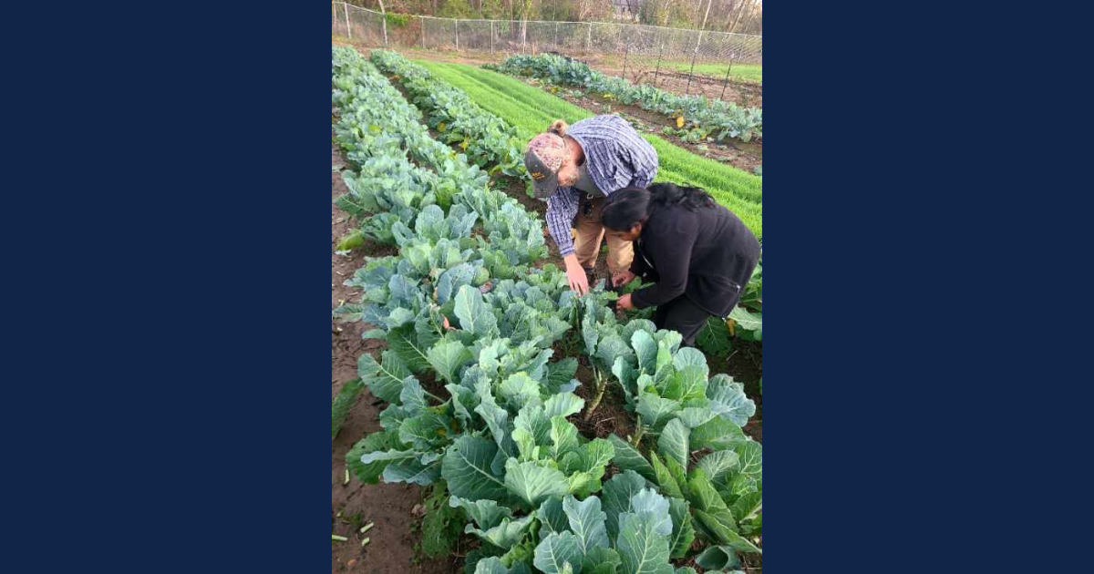 IPM Extension Specialist Anitha Chitturi, Ph.D., examines damaged crops with South Side Farms Manager Jake Smith to assess pest impact and develop tailored solutions for recovery and crop health.