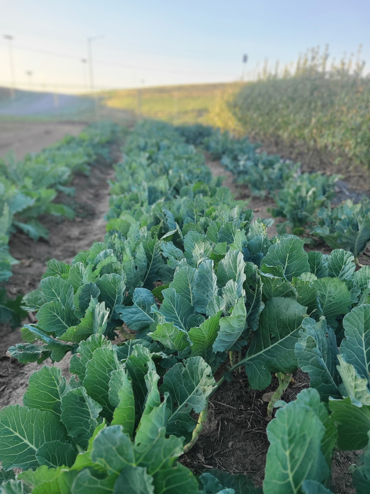 Revitalized collard crops now healthy and thriving after effective pest management and care.