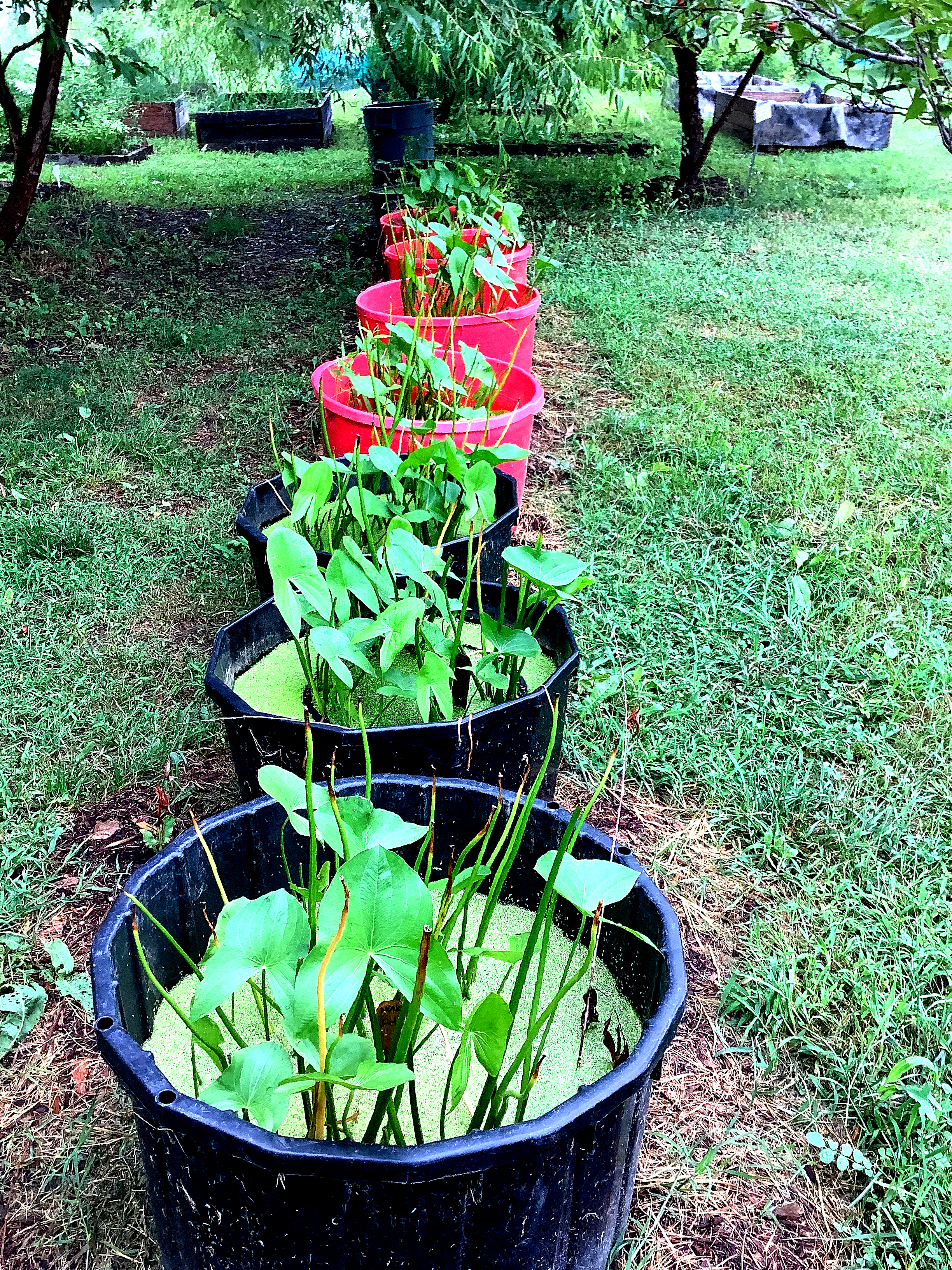 Rows of aquatic Wapato plants growing in colorful containers in a garden setting.